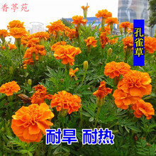 夏季花种新款 夏季花种21年新款 京东