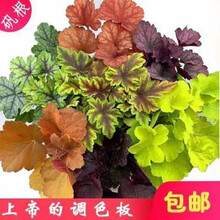 花园植物搭配图片 京东