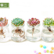 多肉植物玻璃图片 京东 多肉植物玻璃图片 京东