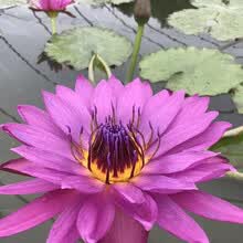 九品香水莲型号规格 京东