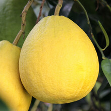 沙田柚英语价格报价行情 京东 沙田柚英语价格报价行情 京东