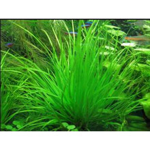 水蓑衣水草品牌及商品 京东 水蓑衣水草品牌及商品 京东
