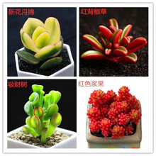 多肉植物熊童子锦新款 多肉植物熊童子锦21年新款 京东