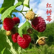 树莓苗新款 树莓苗21年新款 京东