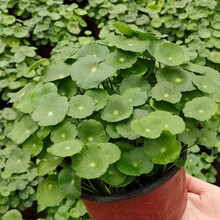 趣味盆栽价格报价行情 京东