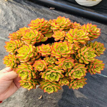 群生多肉植物新款 群生多肉植物21年新款 京东