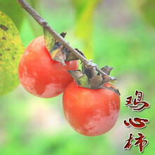 无核鸡心柿苗新款 无核鸡心柿苗21年新款 京东