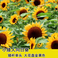 食用向日葵新款 食用向日葵21年新款 京东