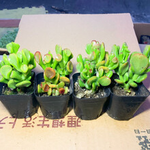 室内风水花卉新款 室内风水花卉年新款 京东