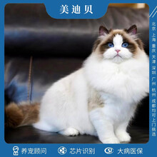 布偶猫海豹双色型号规格 京东