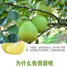 绿柚子价格报价行情 京东