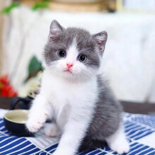 蓝白英短价格报价行情 京东