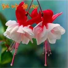 红叶海棠型号规格 京东