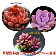 黛比多肉价格图片精选 京东 黛比多肉价格图片精选 京东