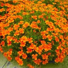 孔雀庭院型号规格 京东