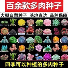 多肉种子发芽后价格报价行情 京东