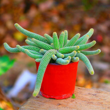 白檀多肉植物价格报价行情 京东