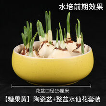 水仙花球根价格报价行情 京东