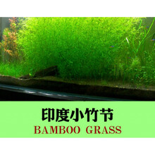 金鱼草水草品牌及商品 京东