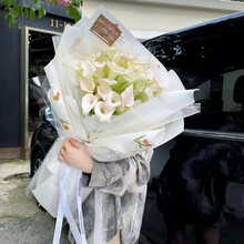 海芋马蹄莲新款 海芋马蹄莲21年新款 京东 海芋马蹄莲新款 海芋马蹄莲21年新款 京东