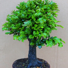 紫檀盆景价格价格报价行情 京东