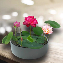 盆栽睡莲种植价格报价行情 京东