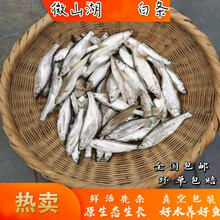 柳叶鱼 Shishamo 京东