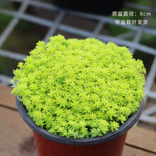 多肉黄金草新款 多肉黄金草21年新款 京东 多肉黄金草新款 多肉黄金草21年新款 京东