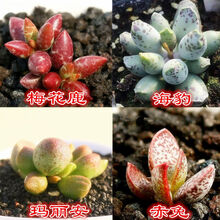 多肉叶片价格报价行情 京东