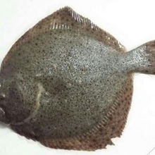 鲜活多宝鱼价格报价行情 京东