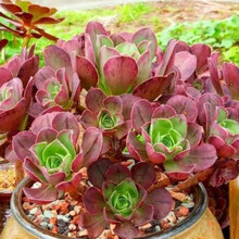 富士多肉价格报价行情 京东