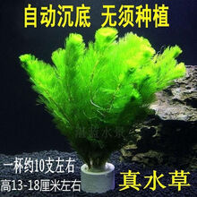 固定水草新款 固定水草21年新款 京东 固定水草新款 固定水草21年新款 京东
