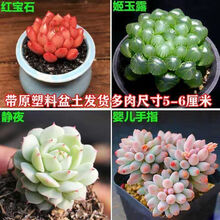 多肉植物婴儿指价格报价行情 京东