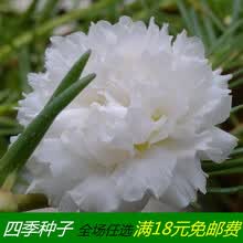 白色太阳花价格报价行情 京东