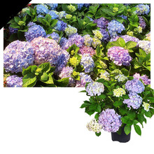 绣球花盆栽新款 绣球花盆栽21年新款 京东