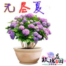 绣球花繁殖新款 绣球花繁殖21年新款 京东 绣球花繁殖新款 绣球花繁殖21年新款 京东