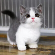 蓝白英短价格报价行情 京东