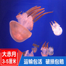 Oteg2fsdp53m