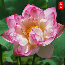 水生花种子价格报价行情 京东