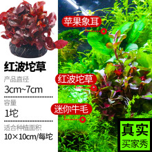 红波水草品牌及商品 京东