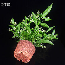 夜来香盆栽新款 夜来香盆栽21年新款 京东