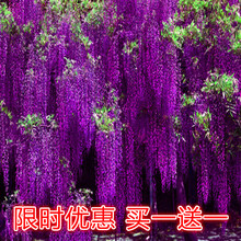 紫藤花树苗价格报价行情 京东