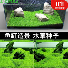 金鱼草水草价格报价行情 京东