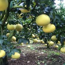 绿柚子品牌及商品 京东