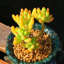 八千代多肉植物价格报价行情 京东