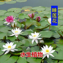 水中花卉品牌及商品 京东