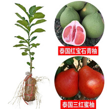 文旦柚苗木价格报价行情 京东