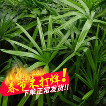 香椿小苗新款 香椿小苗21年新款 京东