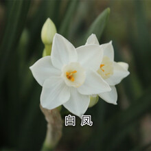 白水仙花价格报价行情 京东 白水仙花价格报价行情 京东