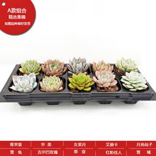 购买多肉植物价格报价行情 京东